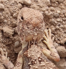 Tympanocryptis intima