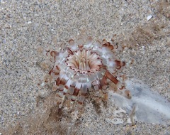 Isarachnanthus