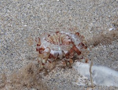 Isarachnanthus