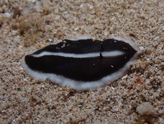 Acotylea