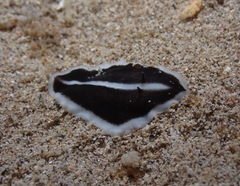 Acotylea