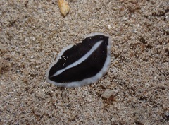 Acotylea