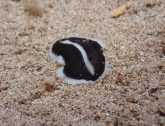 Acotylea