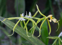 Epidendrum oerstedii