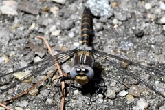 Williamsonia lintneri