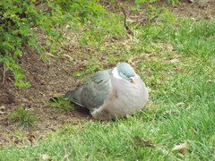 Columba palumbus
