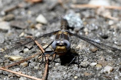 Williamsonia lintneri