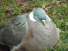 Columba palumbus