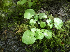 Cardamine breweri orbicularis