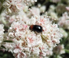 Cryptocephalus sanguinicollis