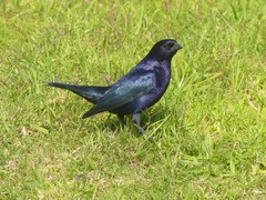 Molothrus bonariensis