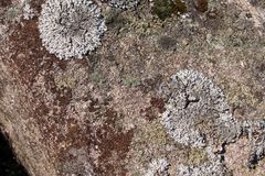 Lecanora intricata