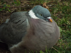 Columba palumbus