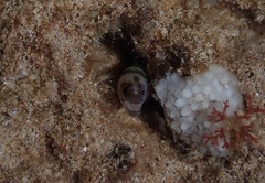 Gymnothorax gracilicauda