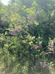 Robinia hispida hispida
