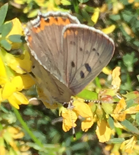 iNaturalist observation photo of Great Copper