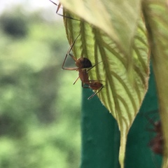 Camponotus nicobarensis