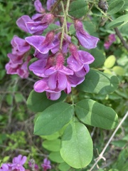 Robinia hispida hispida