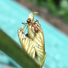 Camponotus nicobarensis