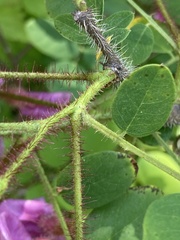 Robinia hispida hispida