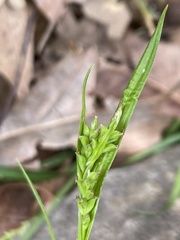 Carex