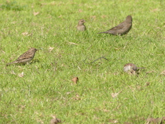 Molothrus bonariensis