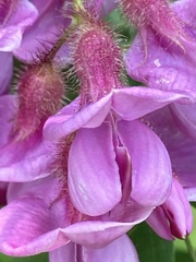 Robinia hispida hispida