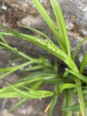 Carex