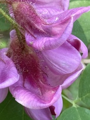 Robinia hispida hispida