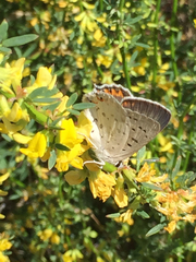 Tharsalea xanthoides