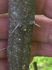 Robinia hispida hispida