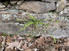 Carex