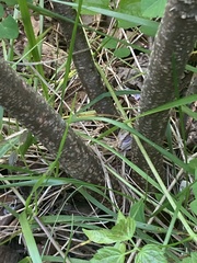 Robinia hispida hispida