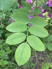Robinia hispida hispida