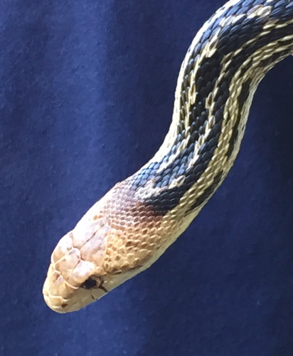 iNaturalist observation photo of Pacific Gopher Snake