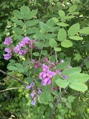 Robinia hispida hispida