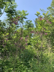 Robinia hispida hispida