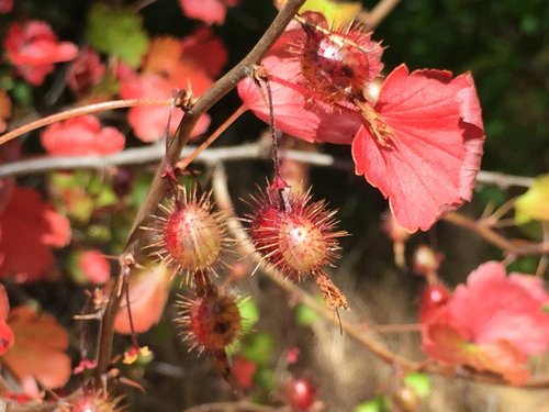 iNaturalist observation photo of currants and gooseberries