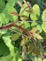 Robinia hispida hispida