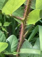 Robinia hispida hispida