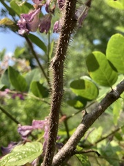 Robinia hispida hispida