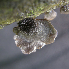 Resupinatus trichotis