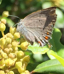 Satyrium californica