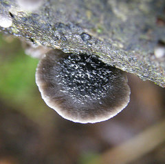 Resupinatus trichotis