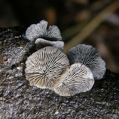 Resupinatus trichotis