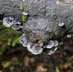 Resupinatus trichotis