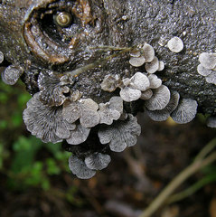 Resupinatus trichotis