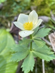 Trollius laxus laxus
