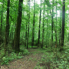 Resupinatus trichotis