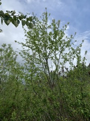 Prunus